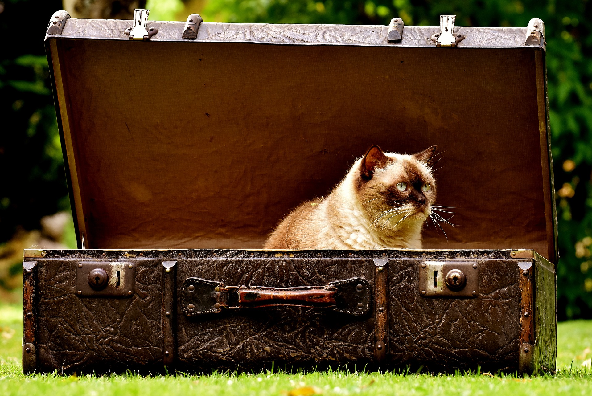 スーツケースの猫